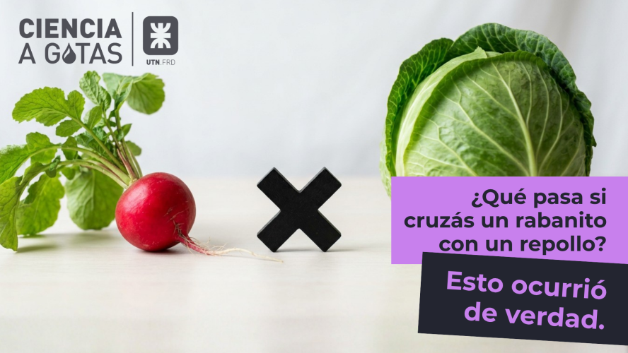 ¿Qué pasa si cruzás un rabanito con un repollo